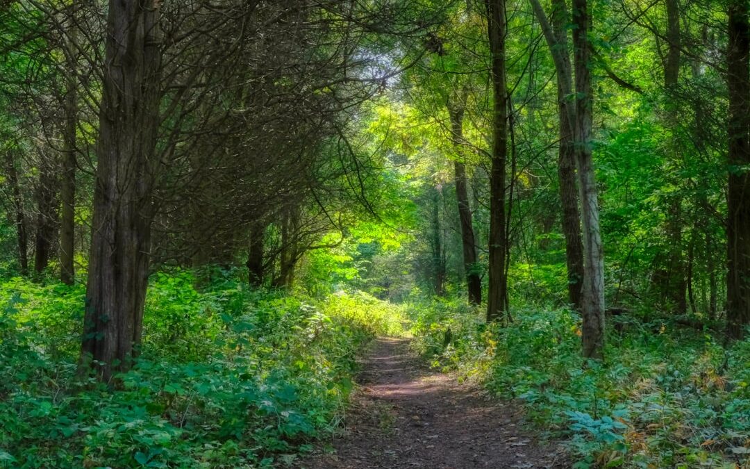 natural health serene forest path